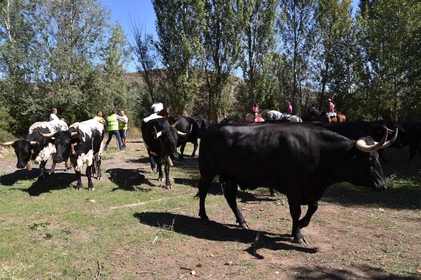 Fotos: La trashumancia se celebra en Rincón de Olivedo