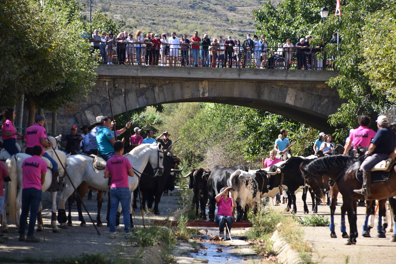 Fotos: La trashumancia se celebra en Rincón de Olivedo