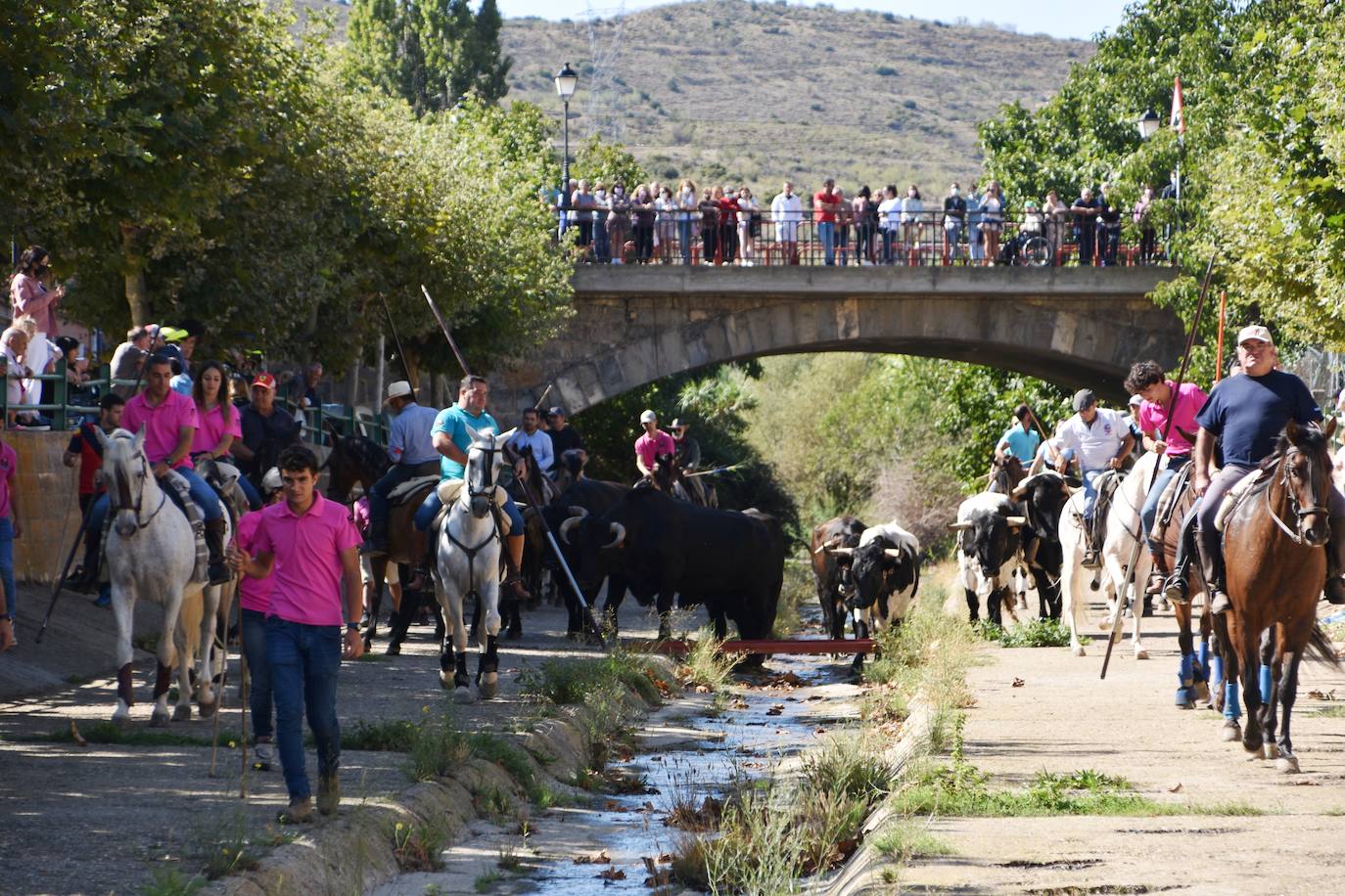 Fotos: La trashumancia se celebra en Rincón de Olivedo