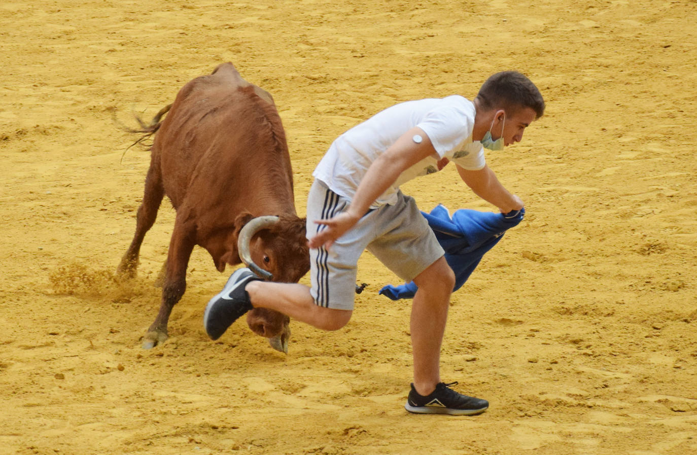 Las vaquillas regresan a Logroño en una suelta limpia y sin heridos