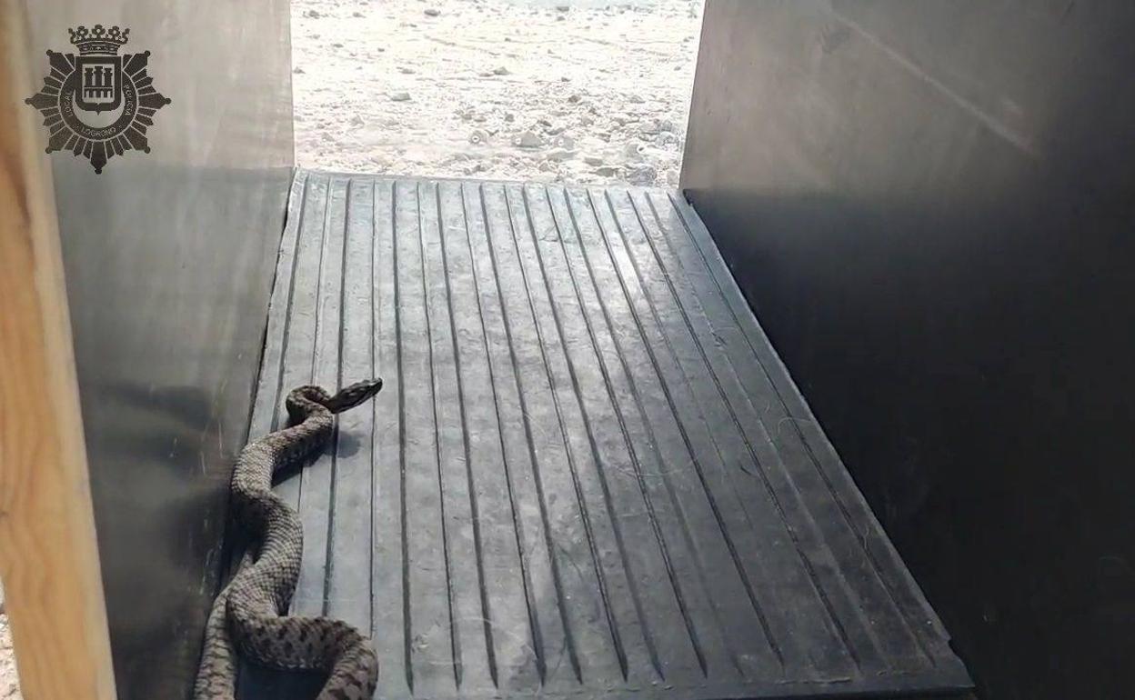 La Policía Local de Logroño retira una víbora en la calle Chile