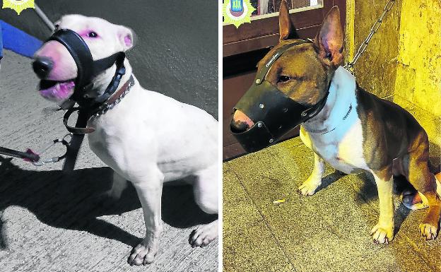 Logroño tiene registrados 600 perros considerados potencialmente peligrosos