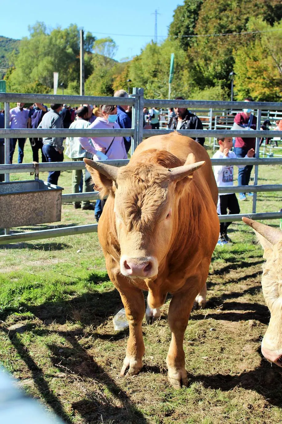 Fotos: Feria de Ganado Selecto del Camero Nuevo