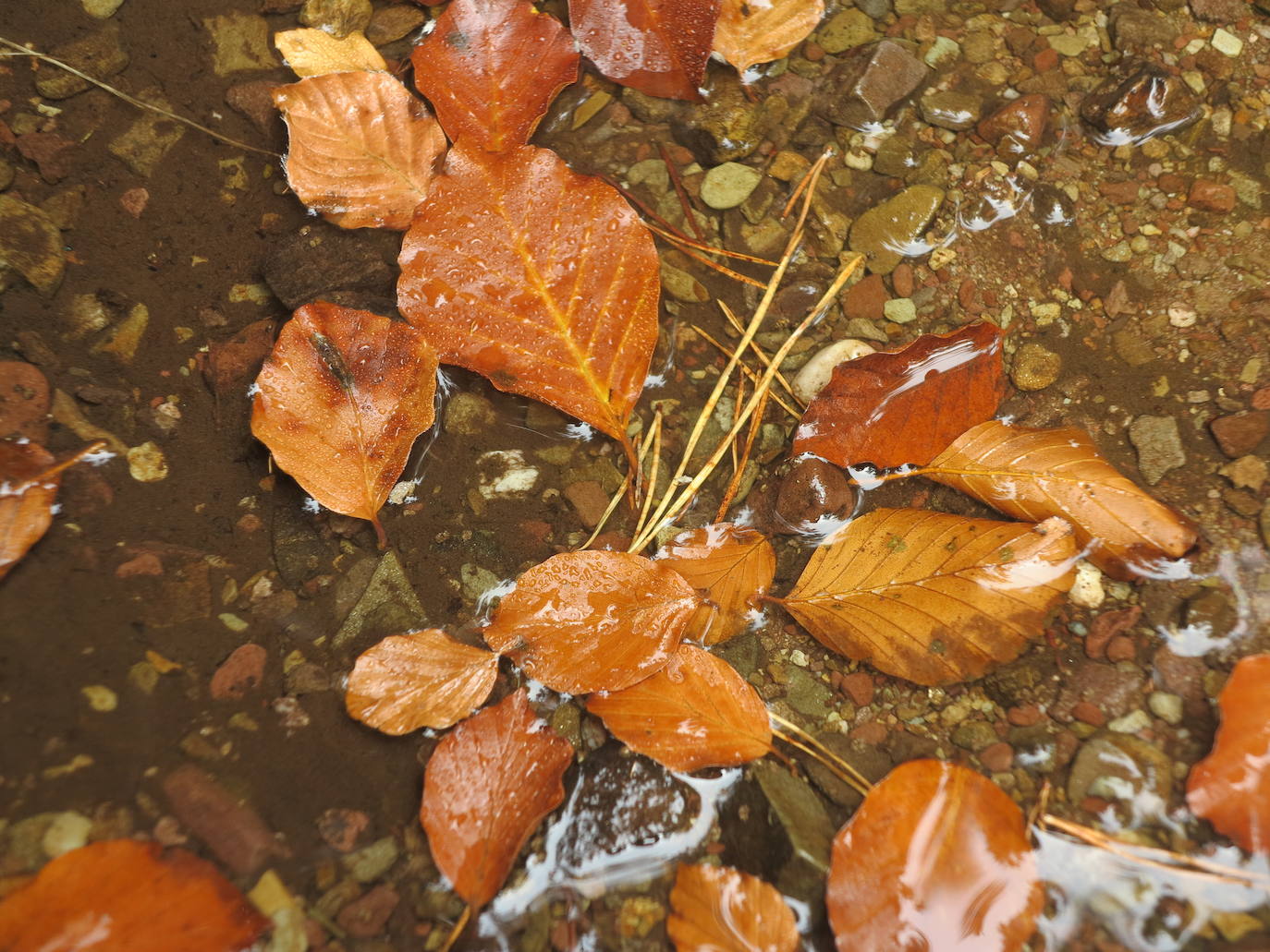 Fotos: El otoño en Los Cameros