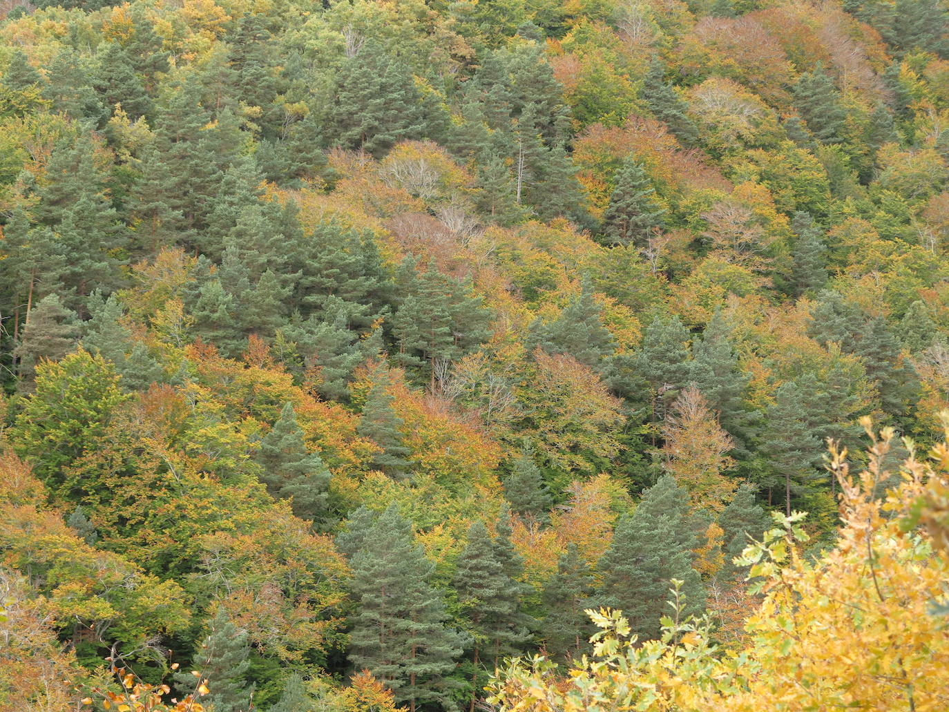 Fotos: El otoño en Los Cameros