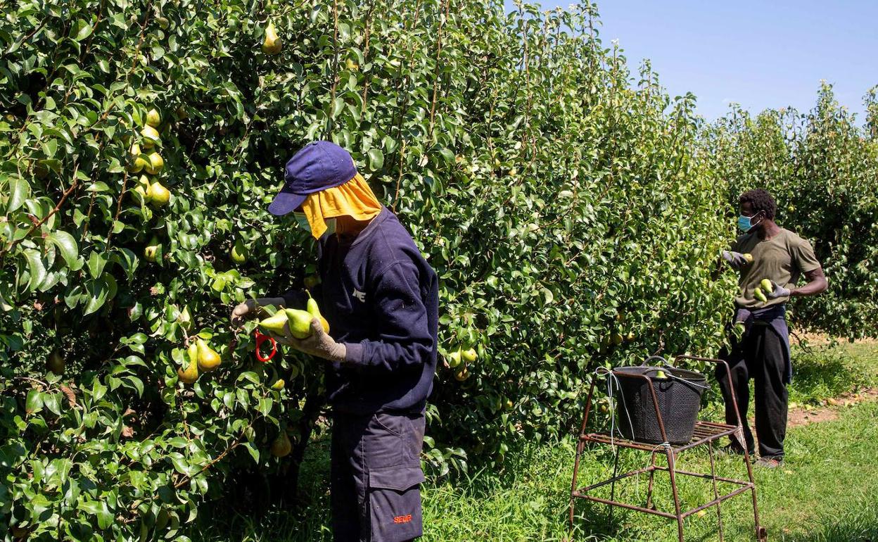 El agroalimentario es el sector clave del futuro de Alfaro según el Estudio Socioeconómico