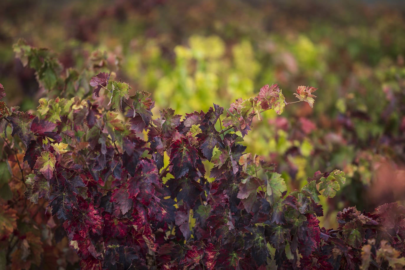 Fotos: El otoño transforma el paisaje de La Rioja