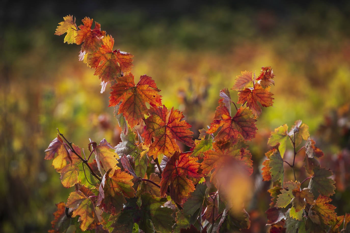 Fotos: El otoño transforma el paisaje de La Rioja