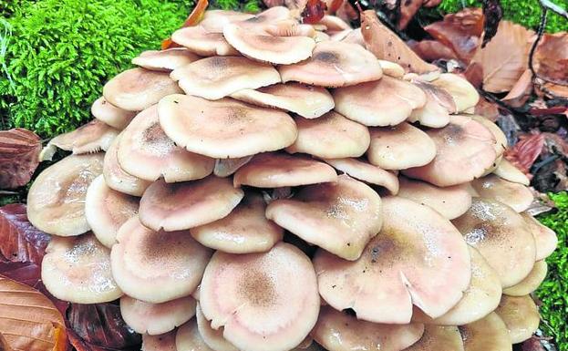 Ramillete de Armillaria mellea, seta parásita. Debajo, una salida para recolectar ejemplares, el pasado domingo. 