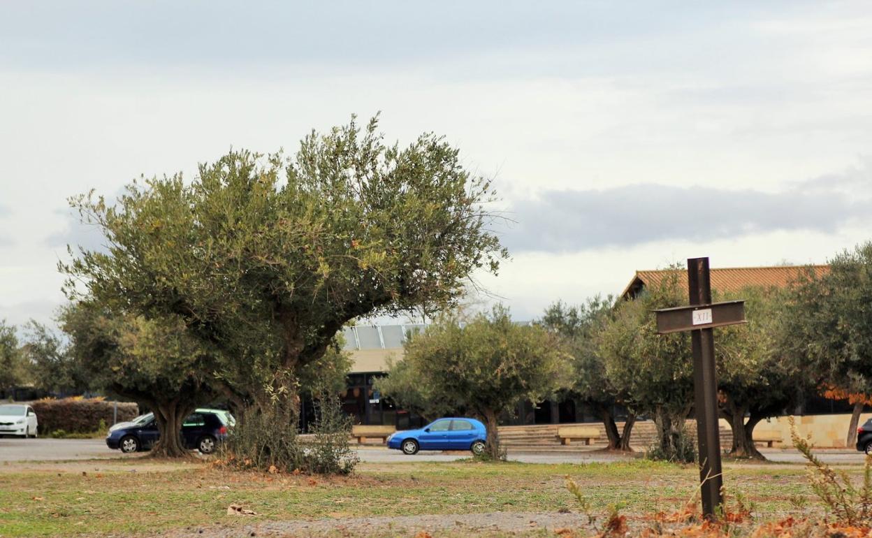 Olivos municipales en el aparcamiento de Aqualar, en Lardero. 