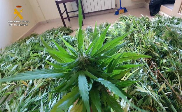 Imagen principal - La colaboración ciudadana permite desmantelar una plantación de marihuana en Préjano