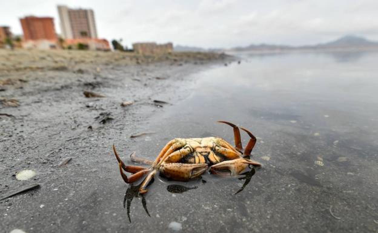 Un crustáceo muerto, durante la última anoxia del Mar Menor.