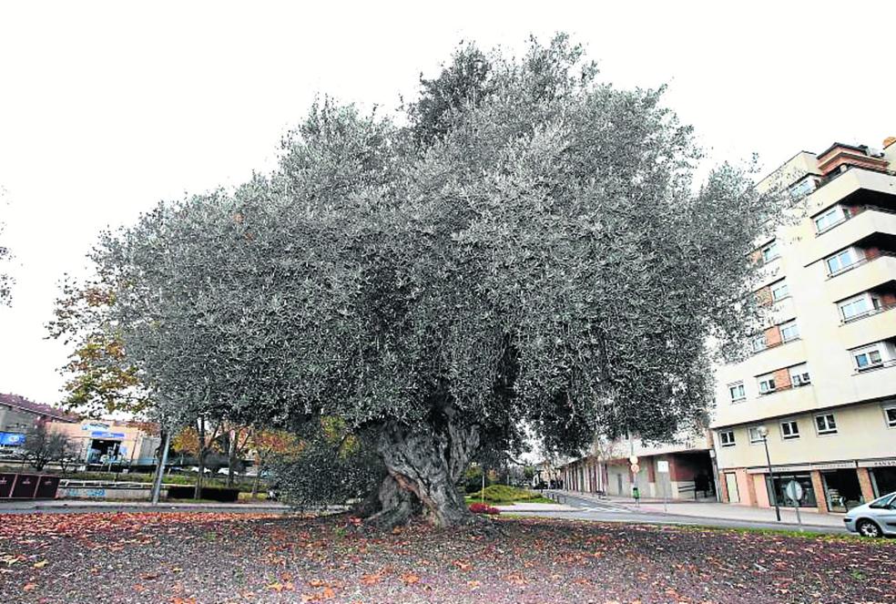 Imagen del 'Olea Europea' situado en la rotonda de Carmen Medranocon Gonzalo de Berceo. 