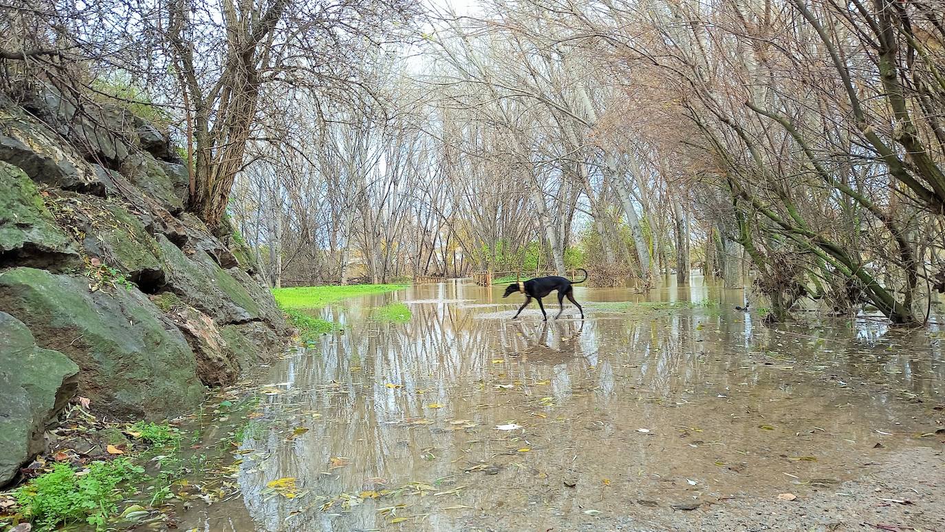 Desembocadura del Iregua, en Logroño.