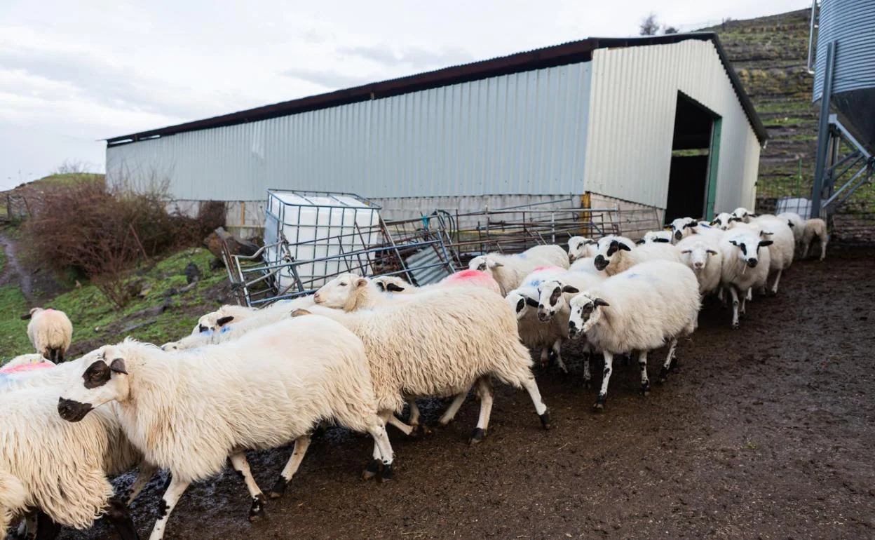 Un rebaño de ovejas sale a pastar al exterior en una granja ovina del Alto Najerilla, ejemplo de ganadería extensiva. 