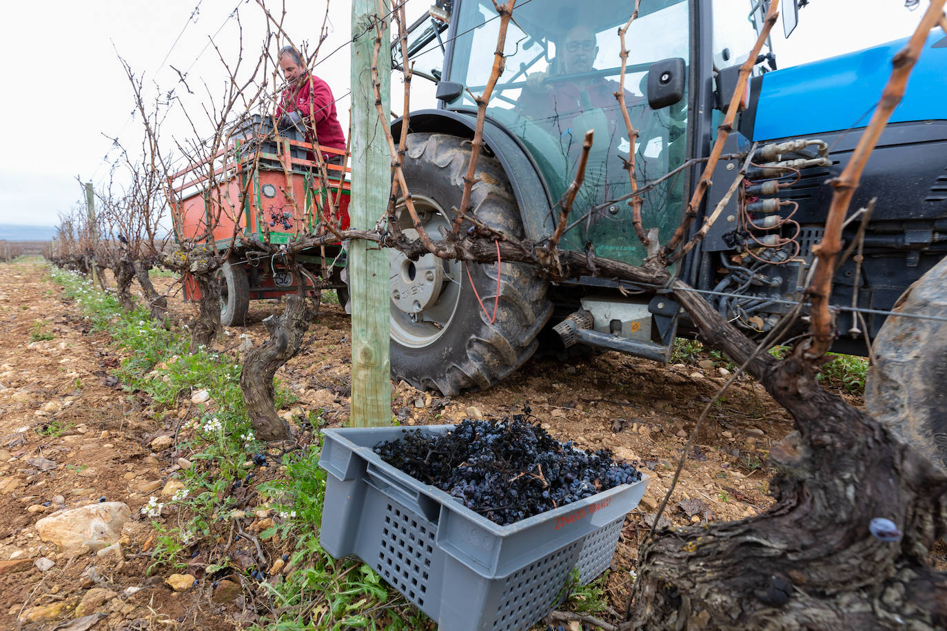 Se elaborará un vino dulce formado por el proceso de podredumbre noble 'a la riojana'