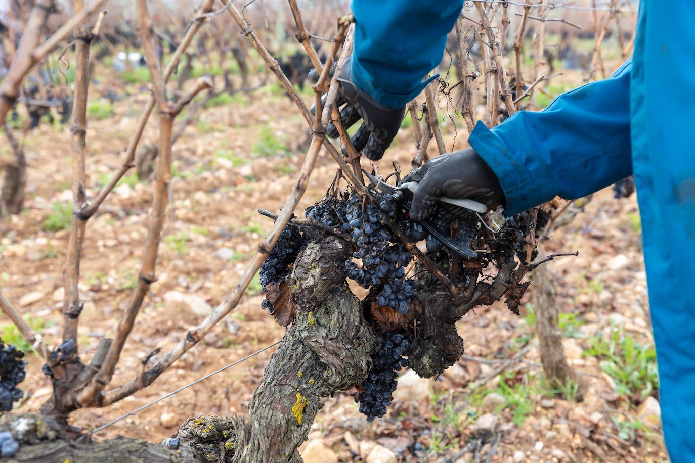 Se elaborará un vino dulce formado por el proceso de podredumbre noble 'a la riojana'