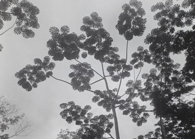 Imagen secundaria 1 - Karl Blossfeldt. Fotograbado del portafolio 'Unformen der Kunst' (Formas originales del arte), 1928. (arriba). Pierre Verger. 'Togo VII', (hacia. 1936) (Izq,) y 'Flor de magnolia. Torre de joyas', una foto de Imogen Cunningham (hacia 1920) (Dcha). 