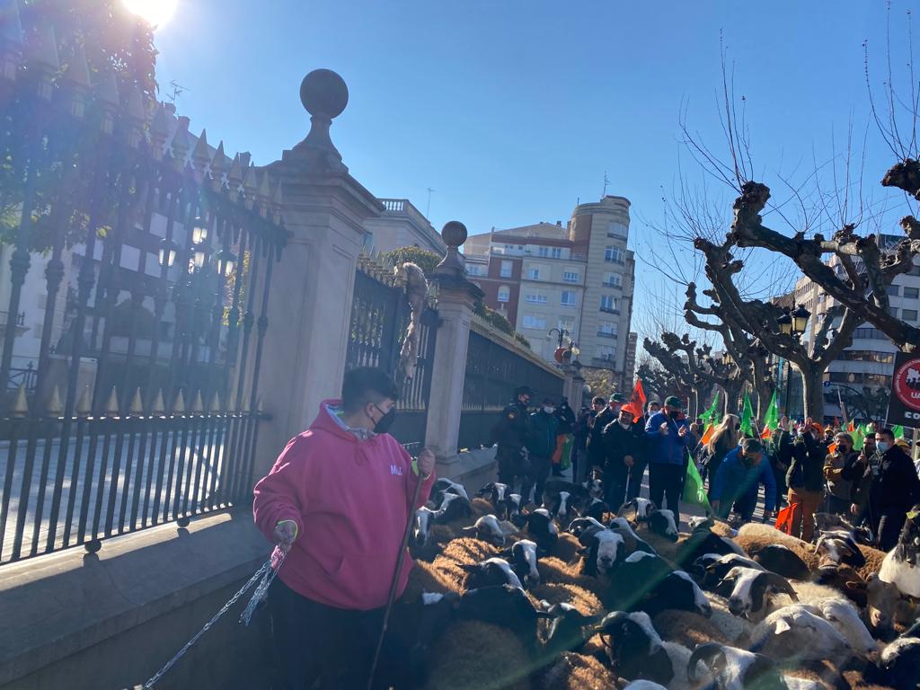 Fotos: Ovejas muertas en las vallas del Palacio de Gobierno