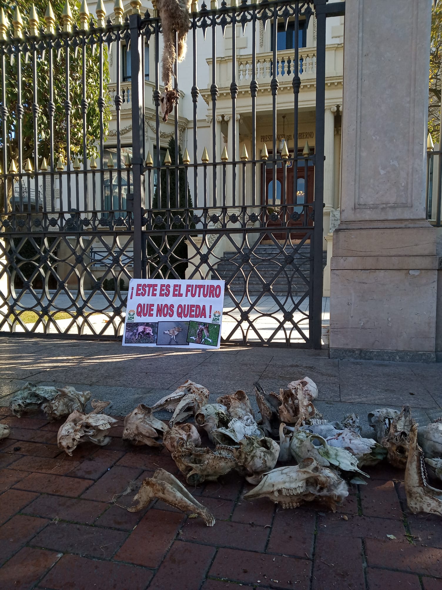 Fotos: Ovejas muertas en las vallas del Palacio de Gobierno