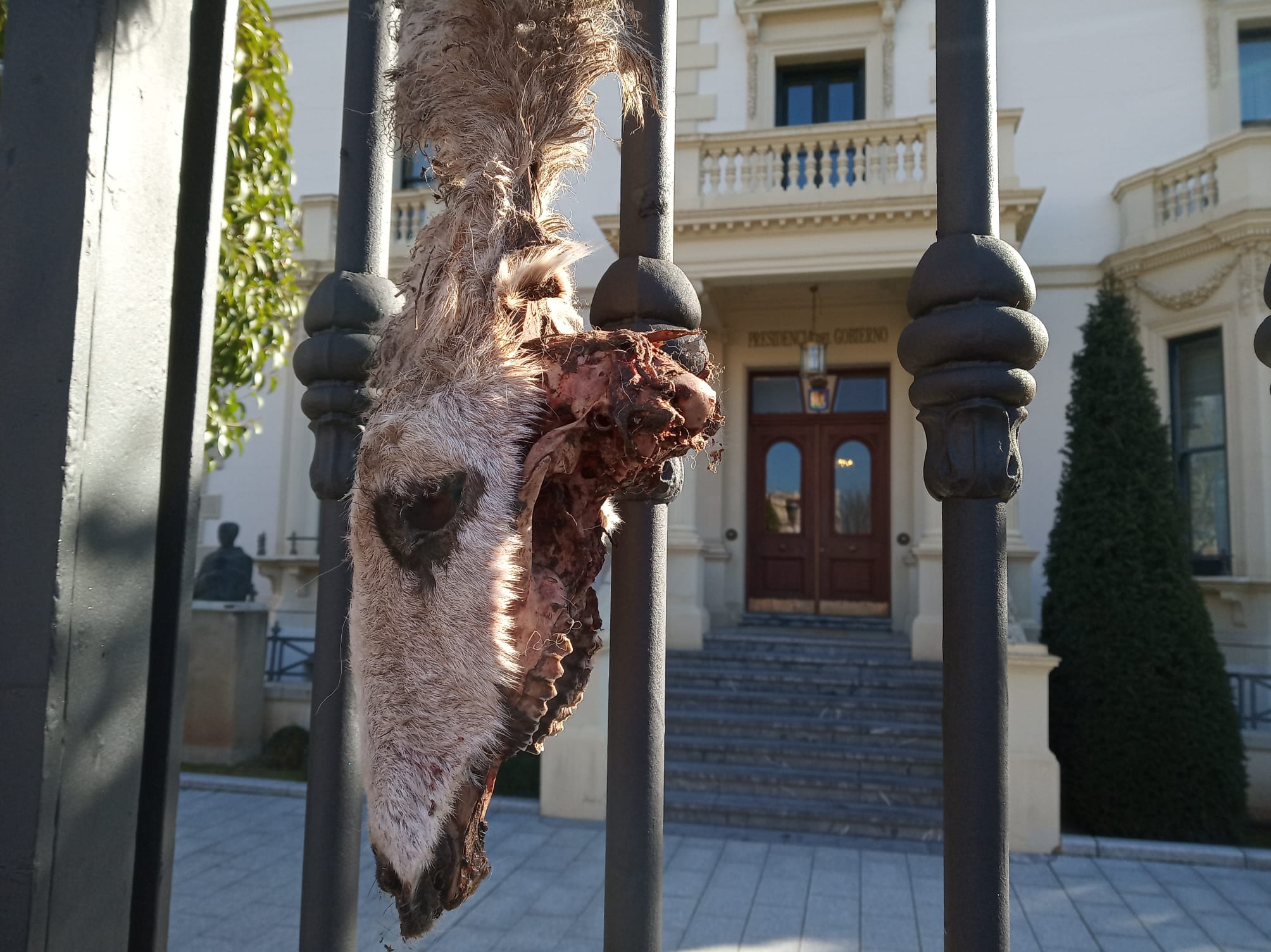 Fotos: Ovejas muertas en las vallas del Palacio de Gobierno