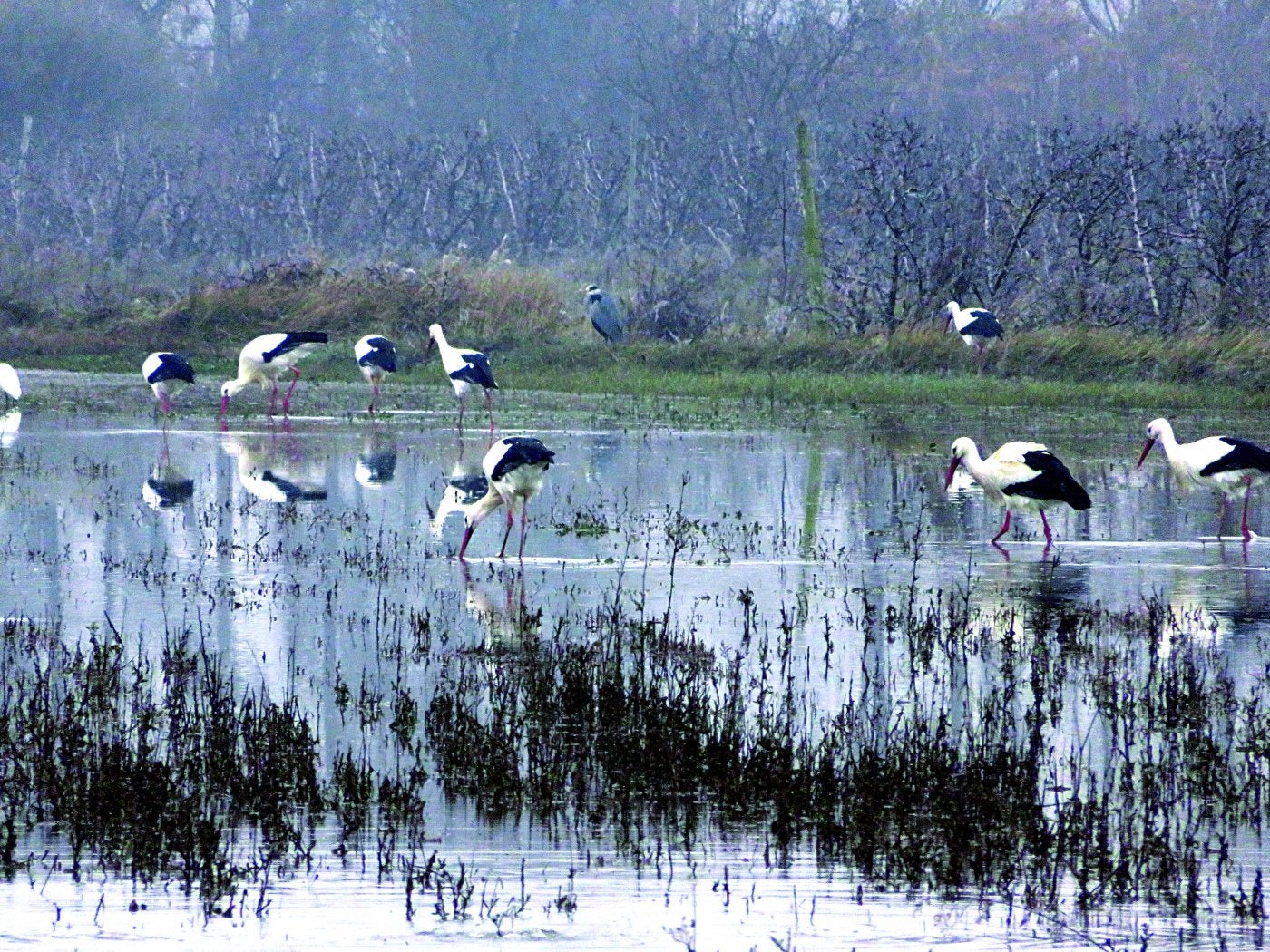 Un grupo de cigüeñas busca alimentos en un soto del paraje de la Nava, a orillas del Ebro en Alfaro. 