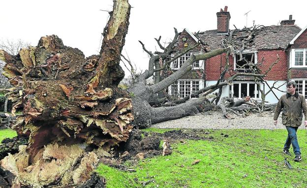 Un hombre pasa junto a un gran árbol que ha caído sobre su hogar en Brentwood, Reino Unido, por las fuertes lluvias.