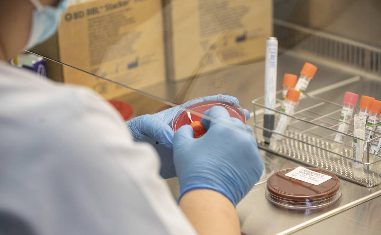 Realización de análisis de pruebas COVID en el laboratorio del hospital San Pedro. 