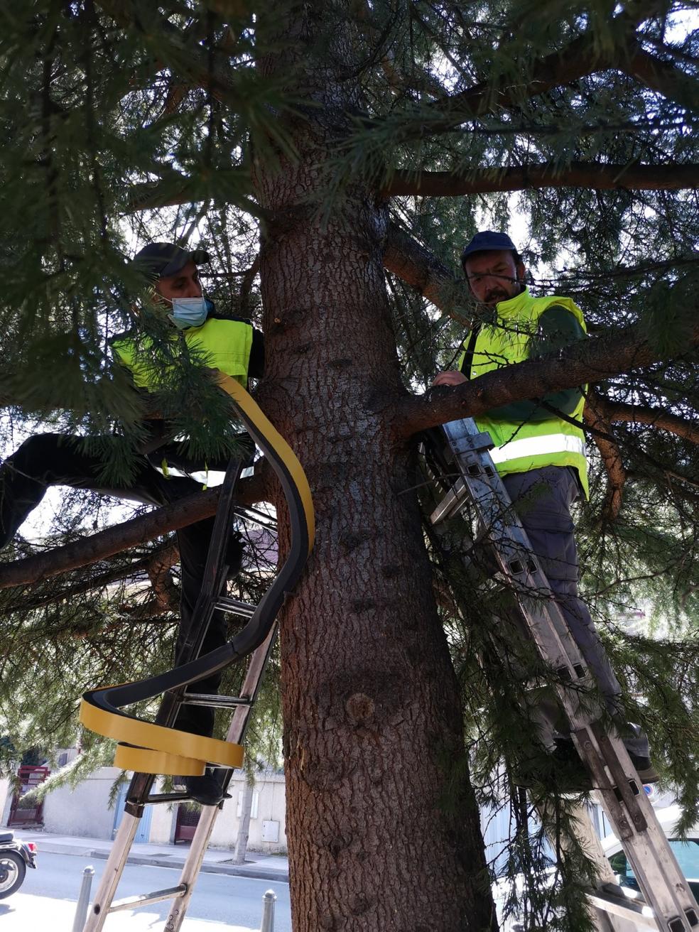 Los pinos de Lardero son tratados contra la procesionaria. 