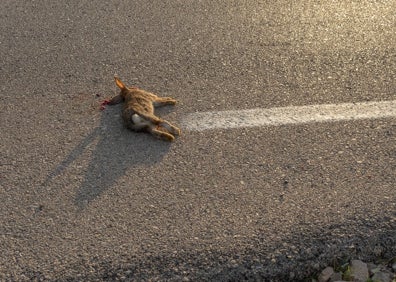 Imagen secundaria 1 - Arriba, un sapo cruza de noche una carretera, y abajo un conejo y un jabalí tras ser golpeados por un vehículo. 