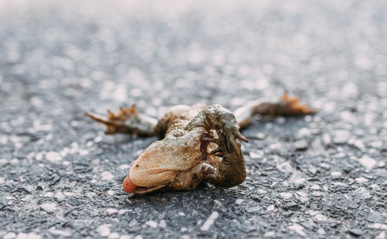 Un reptil sobre el asfalto de una carretera. 