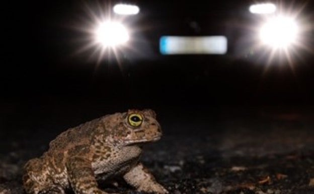 Imagen principal - Arriba, un sapo cruza de noche una carretera, y abajo un conejo y un jabalí tras ser golpeados por un vehículo. 