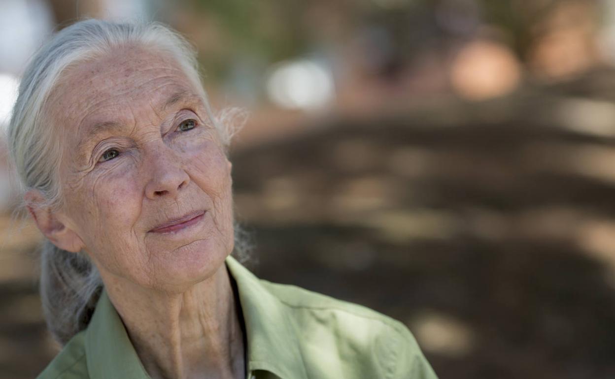 Jane Goodall, durante una entrevista. 