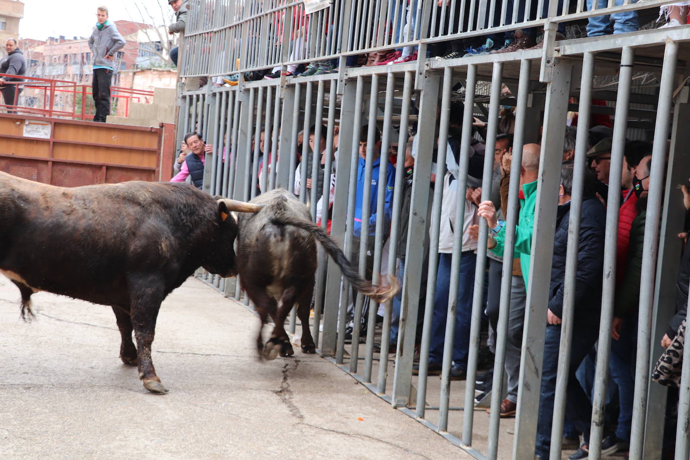 Fotos: Terminan las fiestas por San José de Arnedo