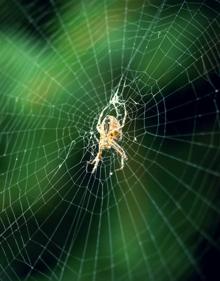 Imagen secundaria 2 - La curiosa razón por la que la naturaleza es tan simétrica