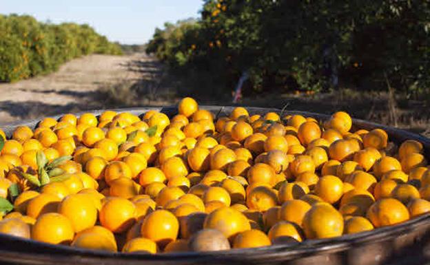 Recogida de naranjas en una finca. 