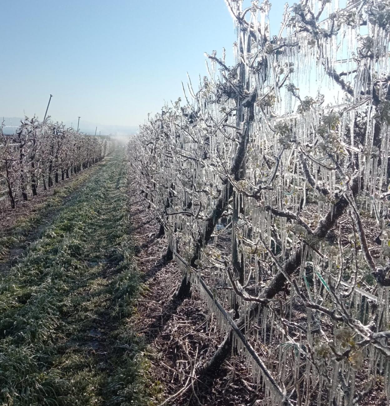 Método 'efeto iglú' en perales de Hormilla. 