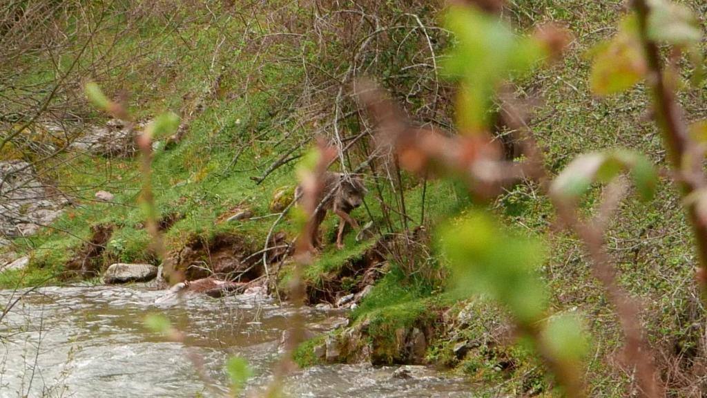 Lobo en Viniegra de Abajo en 2018. 