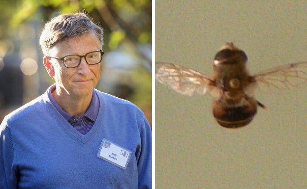 La mosca Eristalis gatesi fue bautizada así en honor a al fundador de Microsoft, Bill Gates, por sus contribuciones a la dipterología.