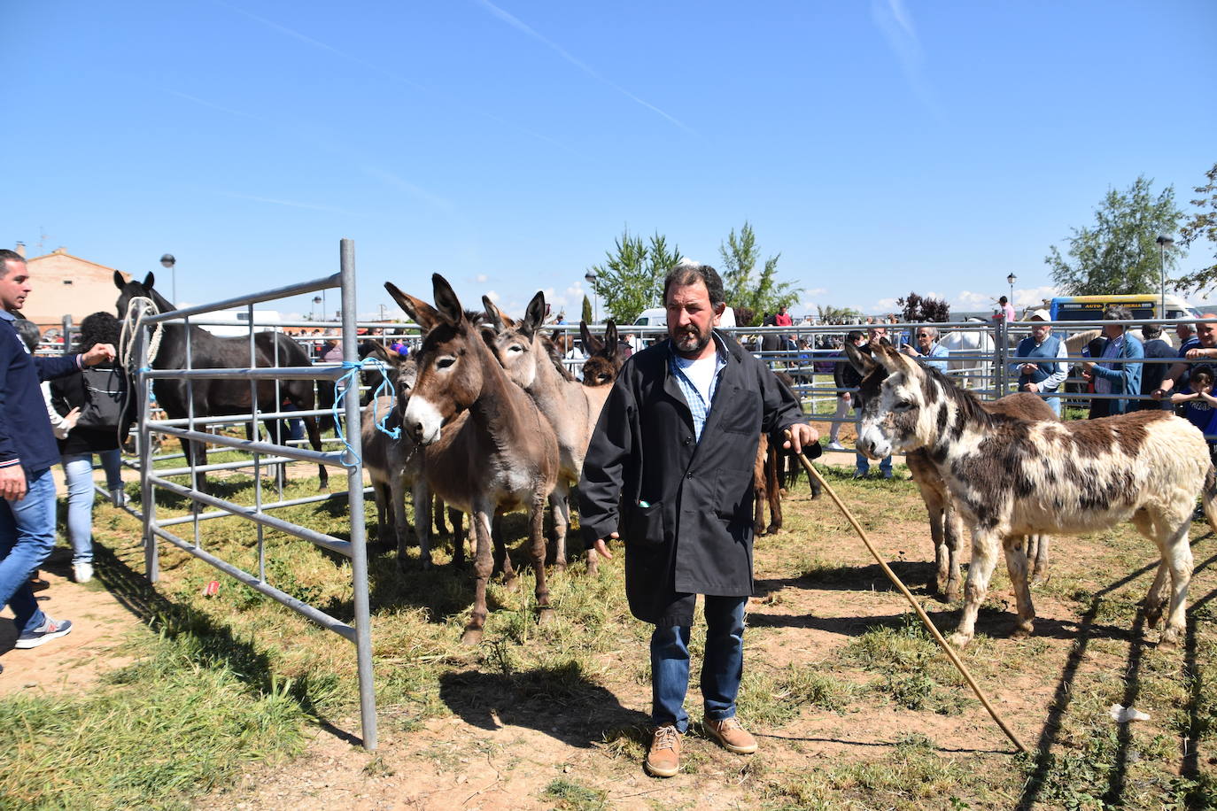 Fotos: Feria del ganado equino en Rincón de Soto