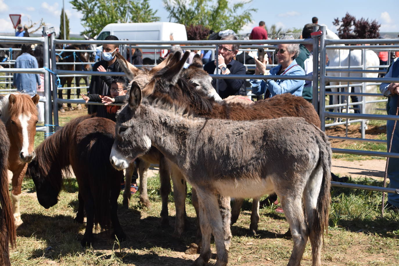 Fotos: Feria del ganado equino en Rincón de Soto