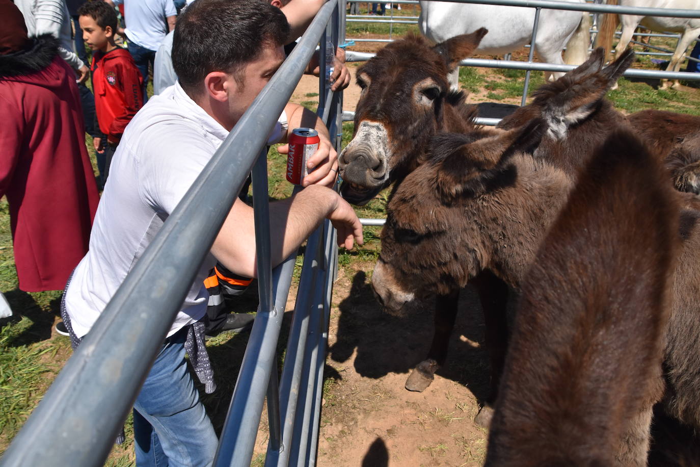 Fotos: Feria del ganado equino en Rincón de Soto