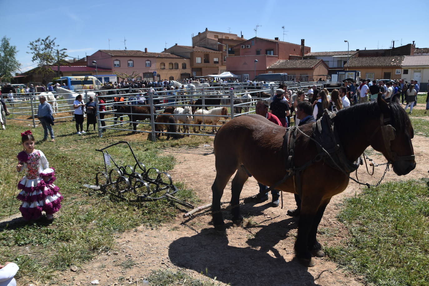 Fotos: Feria del ganado equino en Rincón de Soto