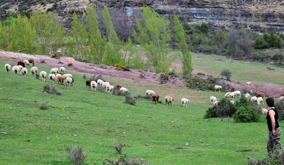 El lobo ataca también en el Alto Leza