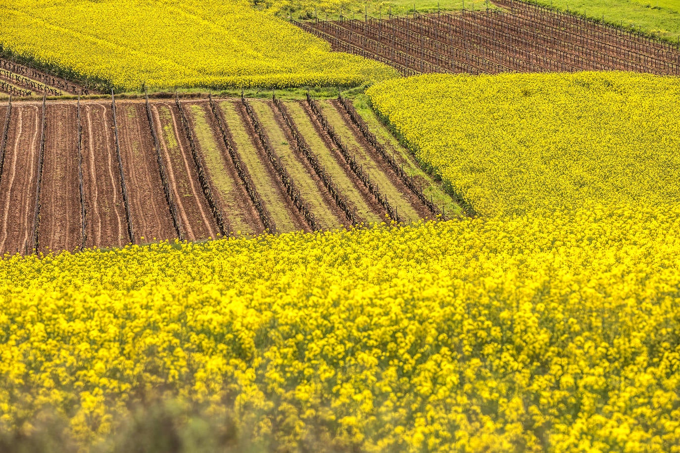 Fotos: Los cultivos de colza tiñen de amarillo el paisaje riojano