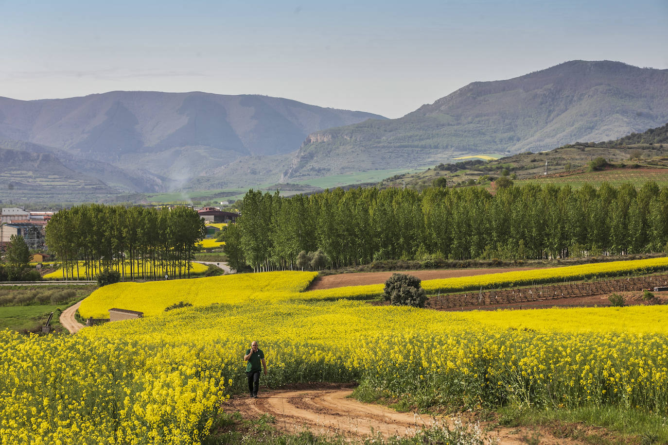 Fotos: Los cultivos de colza tiñen de amarillo el paisaje riojano