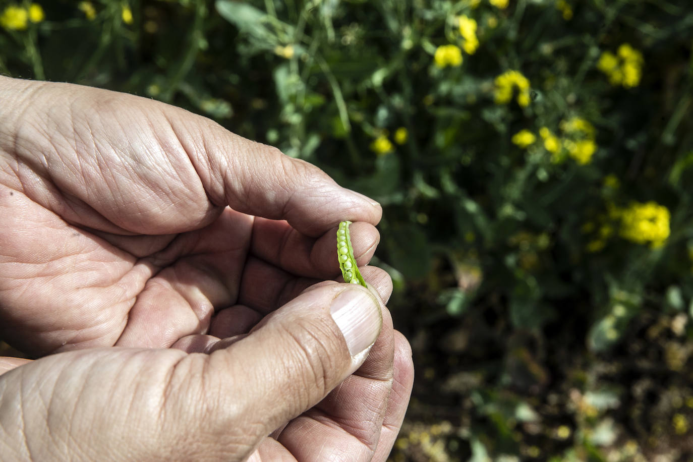 Fotos: Los cultivos de colza tiñen de amarillo el paisaje riojano