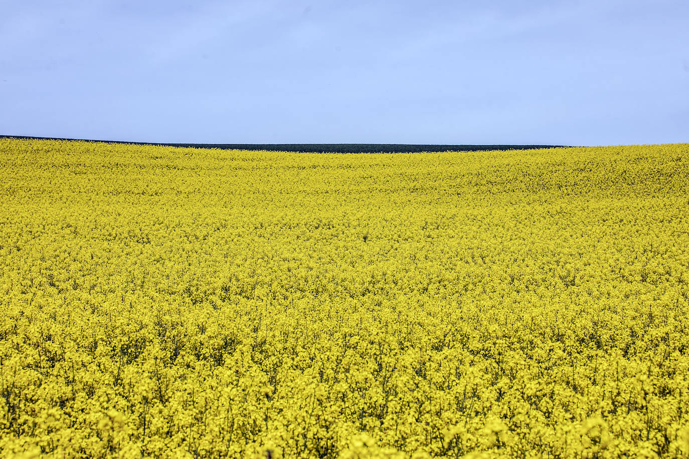 Fotos: Los cultivos de colza tiñen de amarillo el paisaje riojano