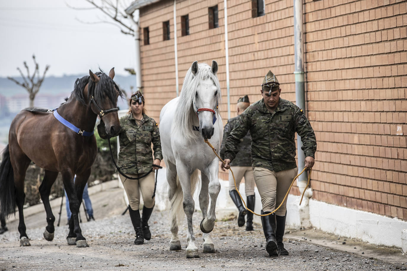 Fotos: Los caballos de la Guardia Real, una raza aparte