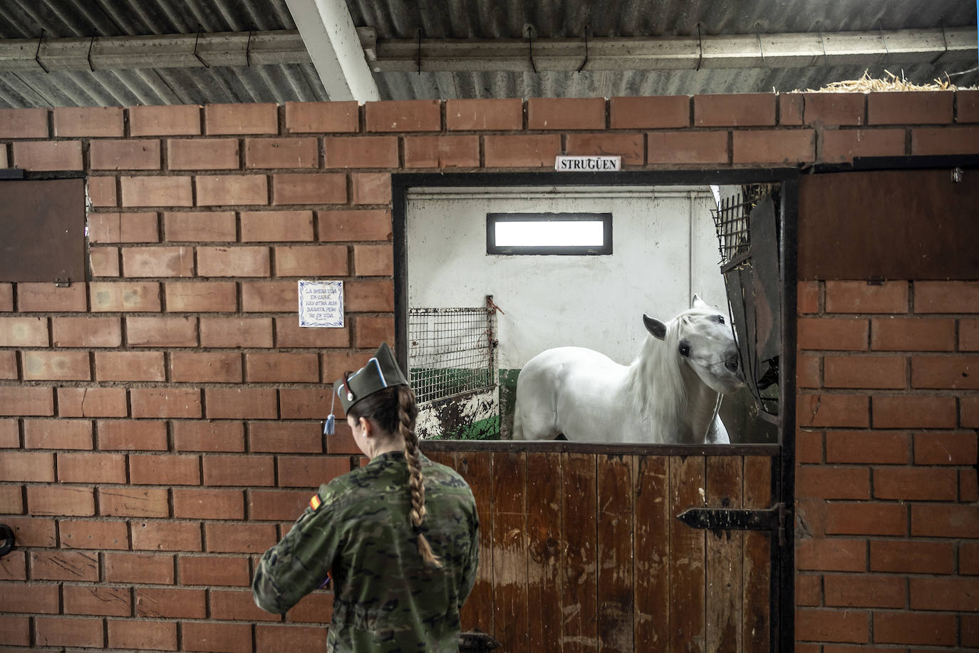 Fotos: Los caballos de la Guardia Real, una raza aparte